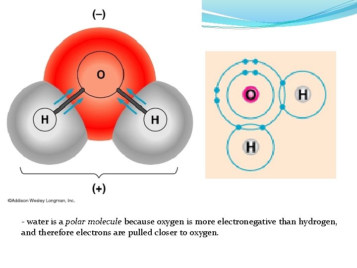 - water is a polar molecule because oxygen is more electronegative than hydrogen, and