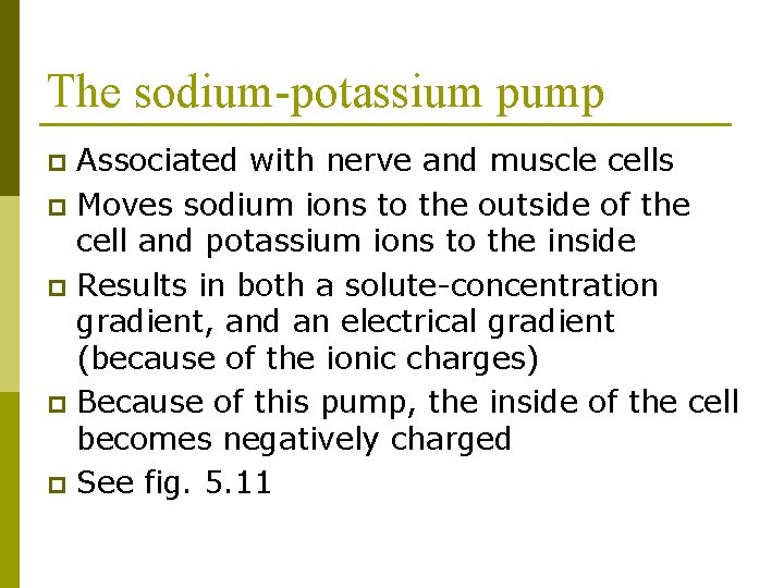 The sodium-potassium pump Associated with nerve and muscle cells p Moves sodium ions to
