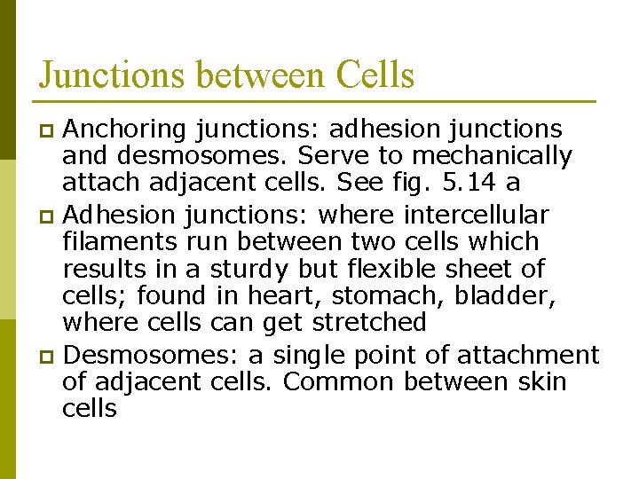 Junctions between Cells Anchoring junctions: adhesion junctions and desmosomes. Serve to mechanically attach adjacent