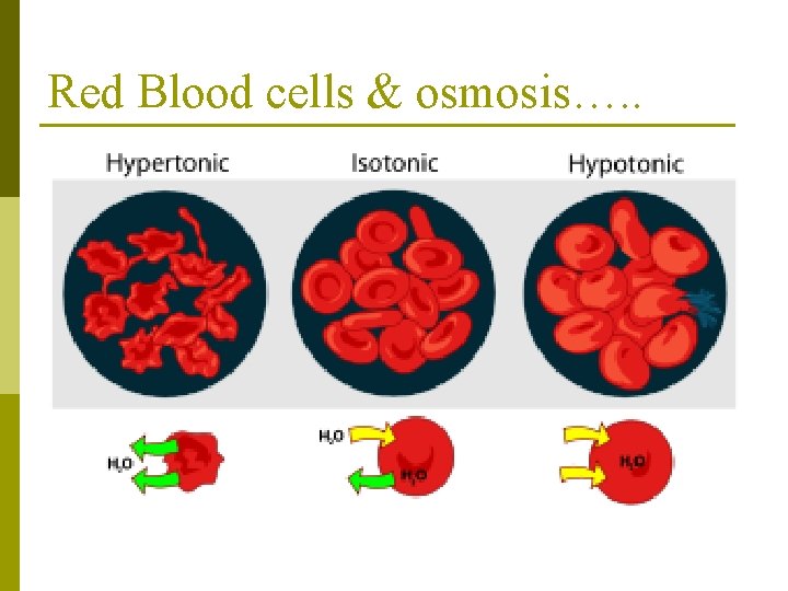 Red Blood cells & osmosis…. . 