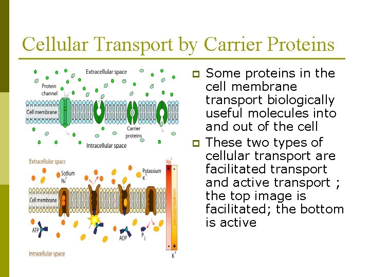 Cellular Transport by Carrier Proteins p p Some proteins in the cell membrane transport