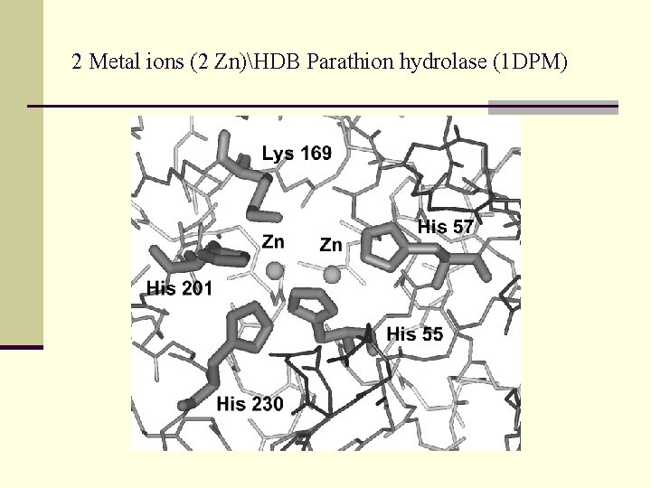 2 Metal ions (2 Zn)HDB Parathion hydrolase (1 DPM) 