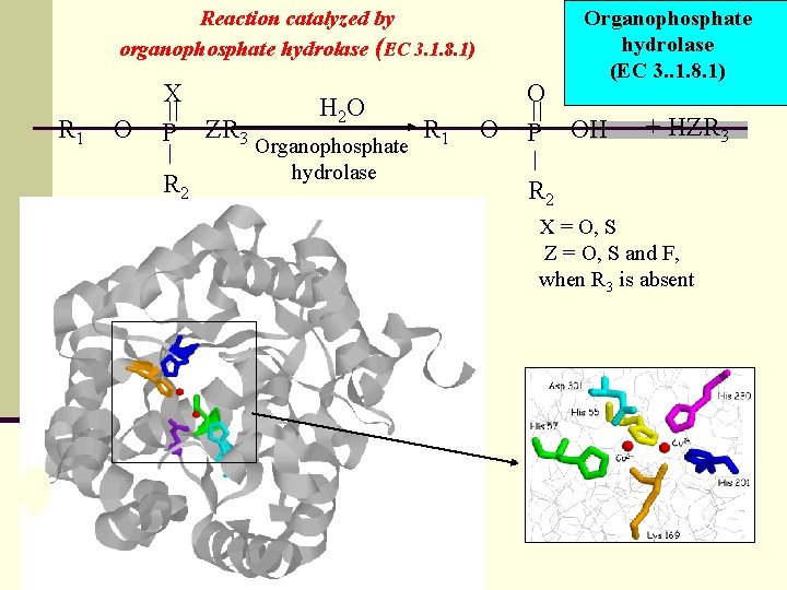 Reaction catalyzed by organophosphate hydrolase (EC 3. 1. 8. 1) X R 1 O