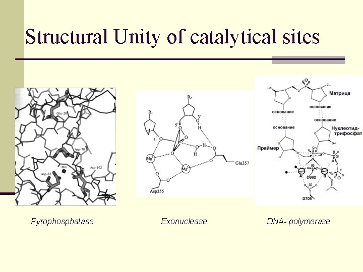 Structural Unity of catalytical sites Pyrophosphatase Exonuclease DNA- polymerase 