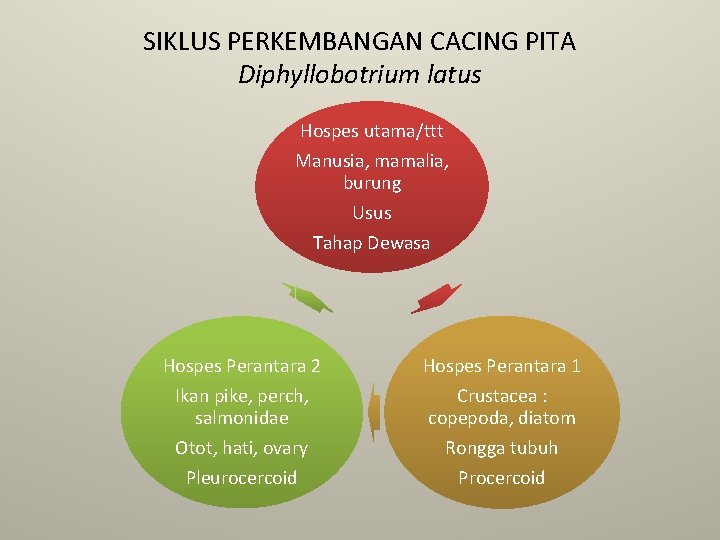 SIKLUS PERKEMBANGAN CACING PITA Diphyllobotrium latus Hospes utama/ttt Manusia, mamalia, burung Usus Tahap Dewasa