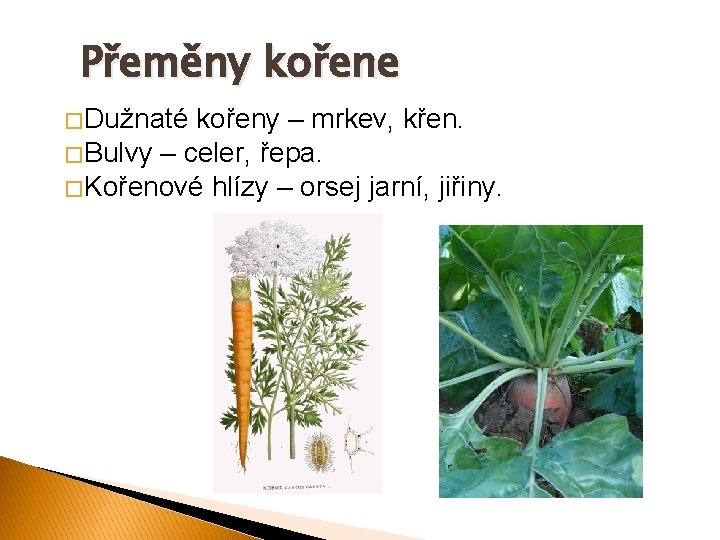 Přeměny kořene � Dužnaté kořeny – mrkev, křen. � Bulvy – celer, řepa. �
