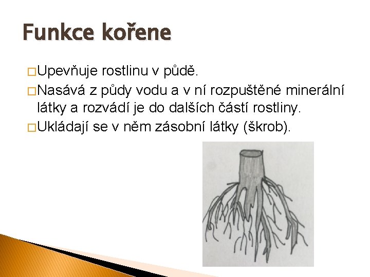 Funkce kořene � Upevňuje rostlinu v půdě. � Nasává z půdy vodu a v