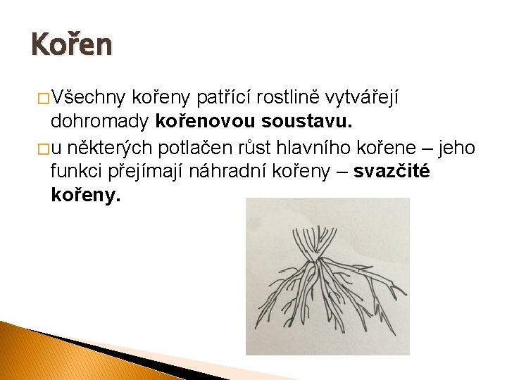 Kořen � Všechny kořeny patřící rostlině vytvářejí dohromady kořenovou soustavu. � u některých potlačen