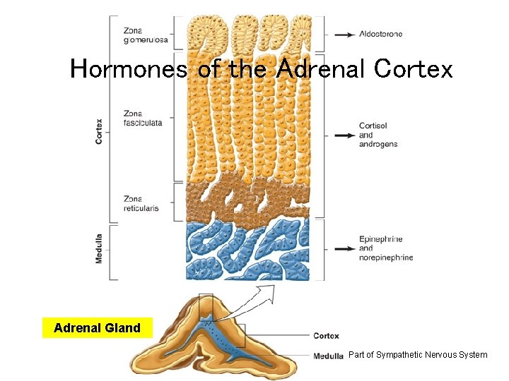 Fig. 11. 05 Hormones of the Adrenal Cortex Adrenal Gland Part of Sympathetic Nervous