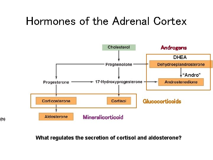 Hormones of the Adrenal Cortex Androgens DHEA “Andro” Glucocorticoids Mineralicorticoid What regulates the secretion