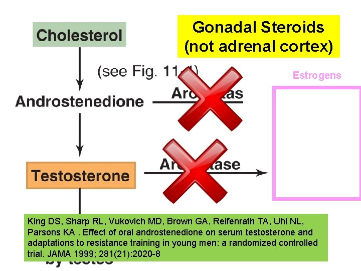 Fig. Gonadal Steroids 11. 06 (not adrenal cortex) Estrogens King DS, Sharp RL, Vukovich