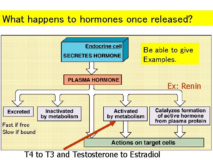 What happens to hormones once released? Be able to give Examples. Ex: Renin Fast
