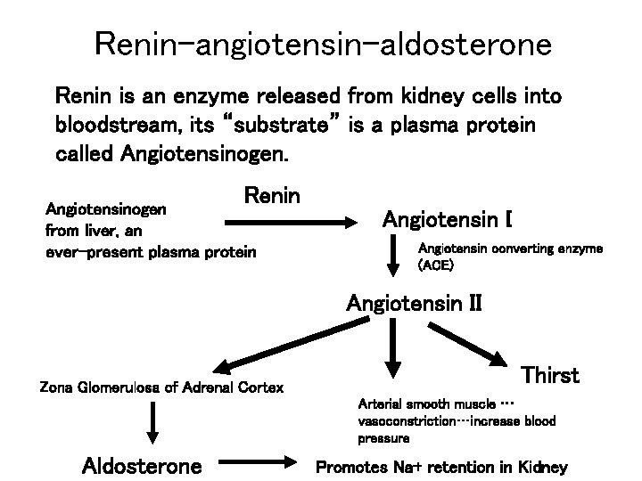 Renin-angiotensin-aldosterone Renin is an enzyme released from kidney cells into bloodstream, its “substrate” is