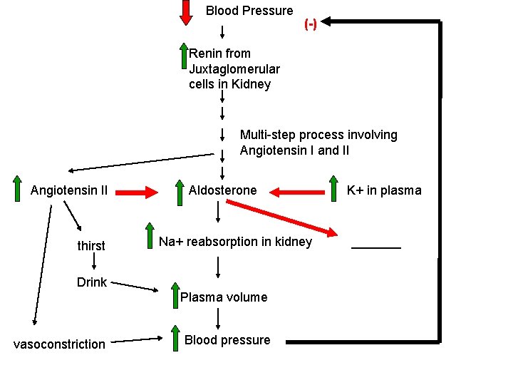 Blood Pressure (-) Renin from Juxtaglomerular cells in Kidney Multi-step process involving Angiotensin I