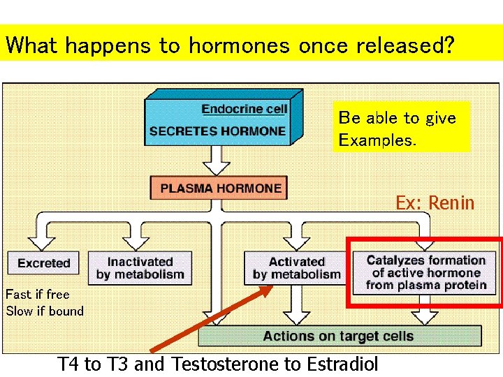 What happens to hormones once released? Be able to give Examples. Ex: Renin Fast