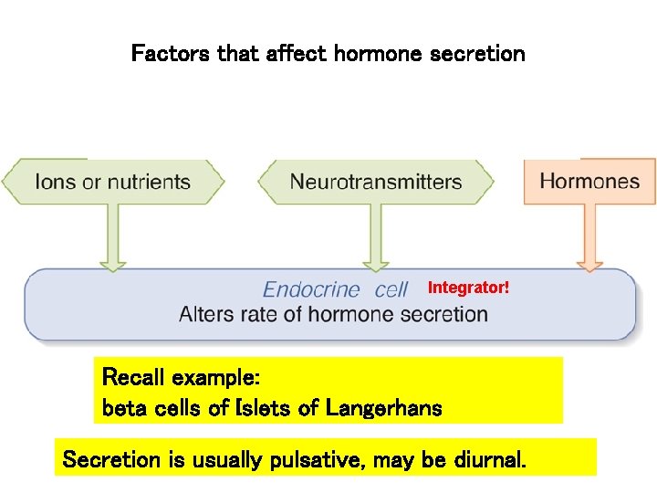 Factors that affect hormone secretion Integrator! Recall example: beta cells of Islets of Langerhans