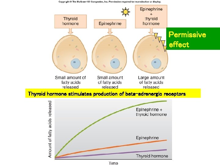 Fig. 11. 08 Permissive effect Thyroid hormone stimulates production of beta-adrenergic receptors 
