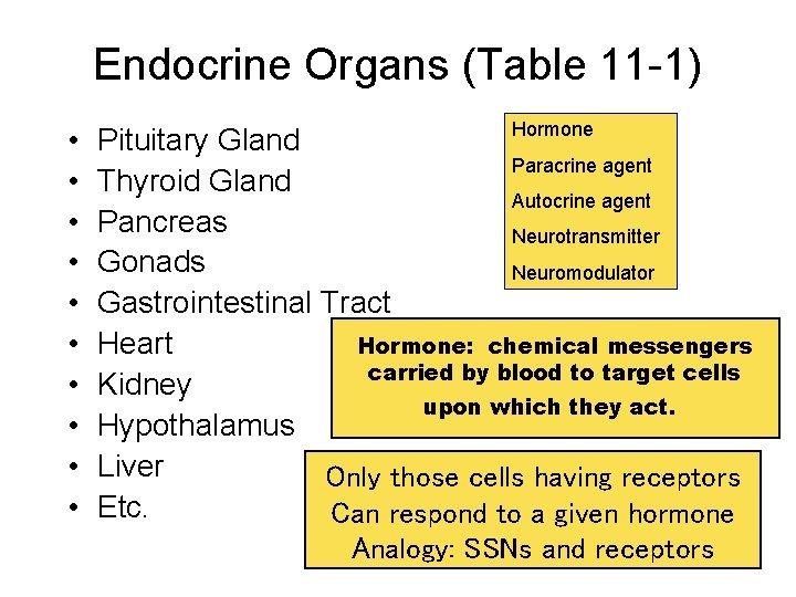 Endocrine Organs (Table 11 -1) • • • Hormone Pituitary Gland Paracrine agent Thyroid