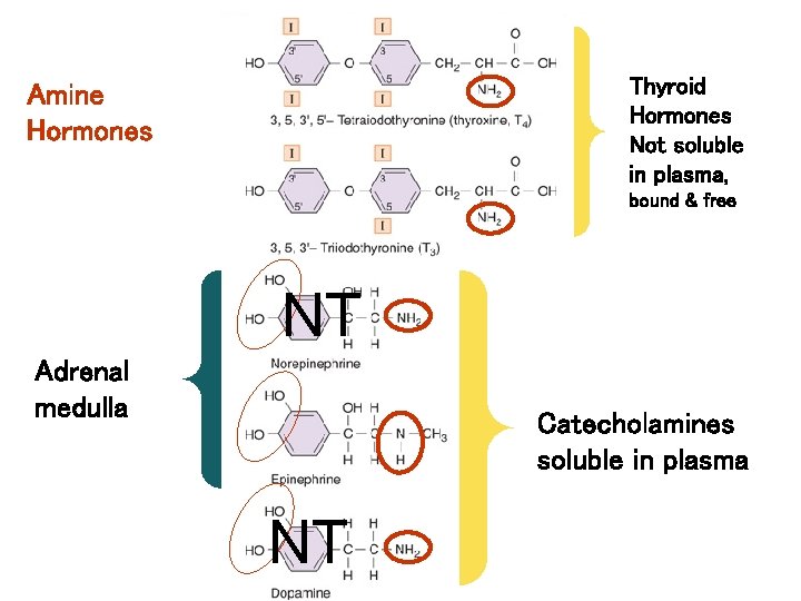 Amine Hormones Fig. 11. 01 Thyroid Hormones Not soluble in plasma, bound & free