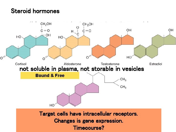 Steroid hormones Fig. 11. 03 not soluble in plasma, not storable in vesicles Bound