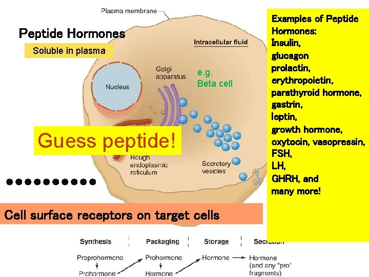 Peptide Hormones Soluble in plasma Fig. 11. 02 e. g. Beta cell Guess peptide!