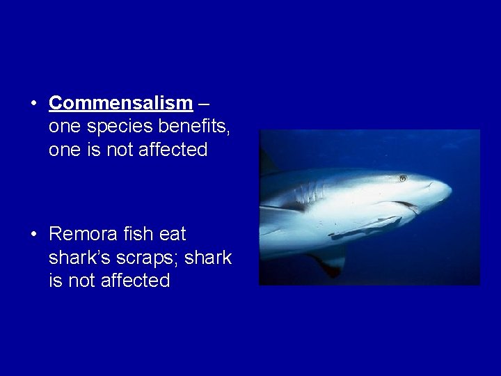  • Commensalism – one species benefits, one is not affected • Remora fish