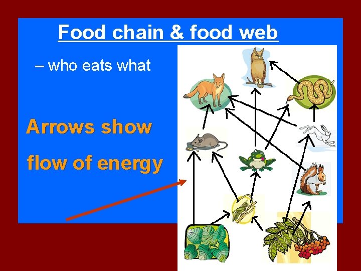 Food chain & food web – who eats what Arrows show flow of energy