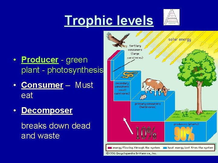 Trophic levels • Producer - green plant - photosynthesis • Consumer – Must eat