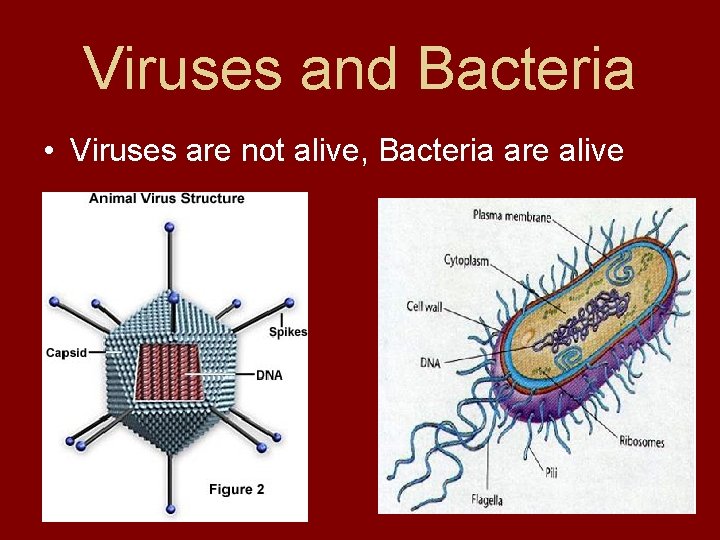 Viruses and Bacteria • Viruses are not alive, Bacteria are alive 