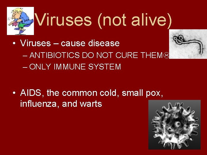 Viruses (not alive) • Viruses – cause disease – ANTIBIOTICS DO NOT CURE THEM