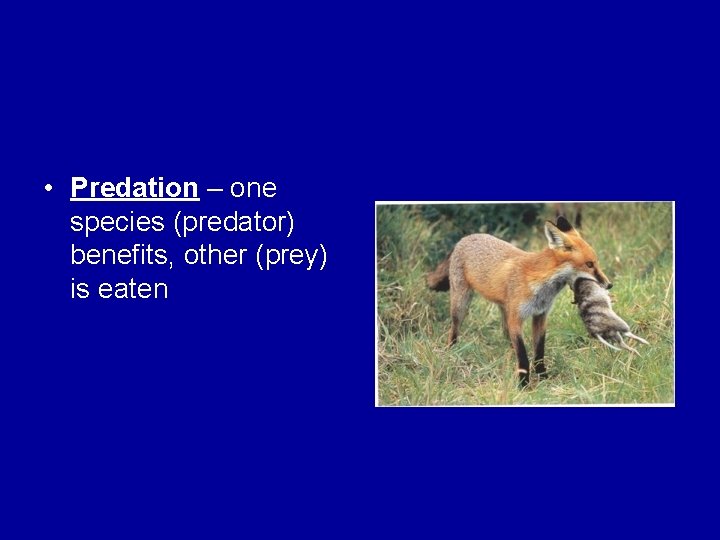  • Predation – one species (predator) benefits, other (prey) is eaten 