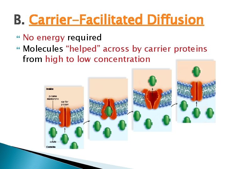 B. Carrier-Facilitated Diffusion No energy required Molecules “helped” across by carrier proteins from high