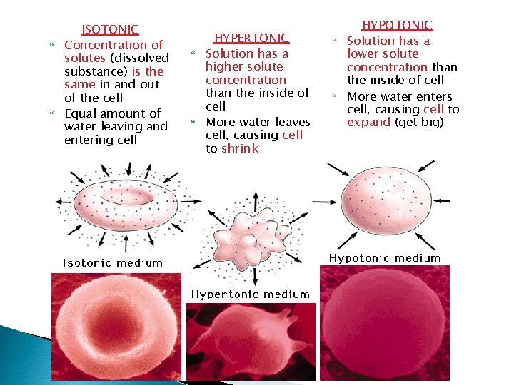  ISOTONIC Concentration of solutes (dissolved substance) is the same in and out of