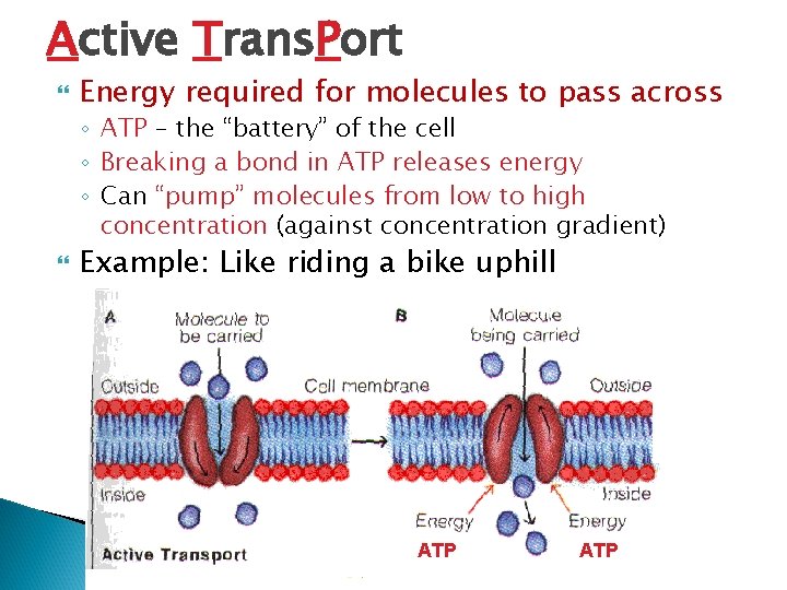 Active Trans. Port Energy required for molecules to pass across ◦ ATP – the