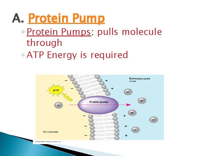 A. Protein Pump ◦ Protein Pumps: pulls molecule through ◦ ATP Energy is required