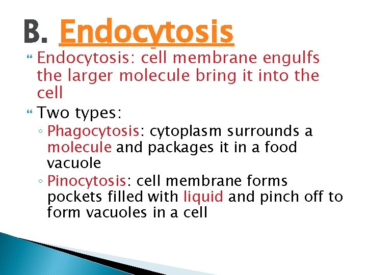 B. Endocytosis: cell membrane engulfs the larger molecule bring it into the cell Two