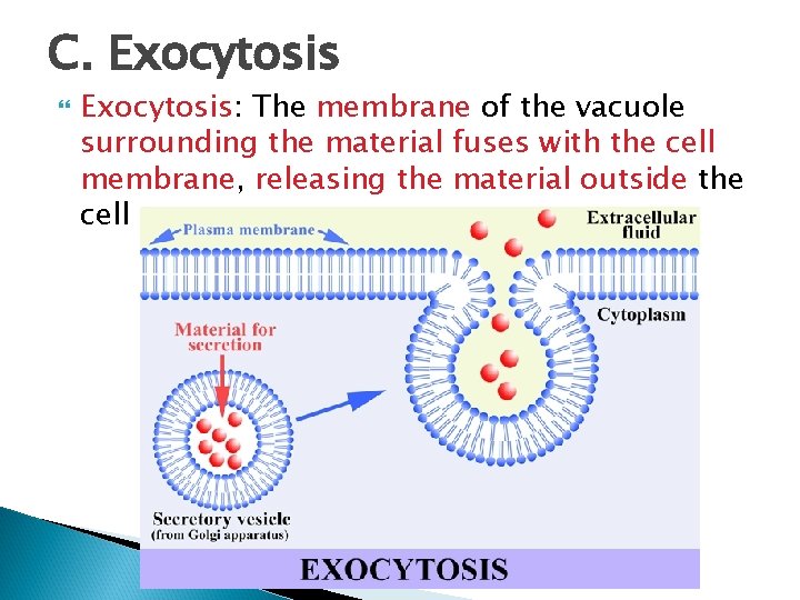 C. Exocytosis: The membrane of the vacuole surrounding the material fuses with the cell