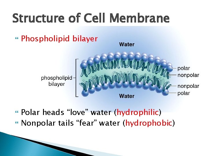 Structure of Cell Membrane Phospholipid bilayer Polar heads “love” water (hydrophilic) Nonpolar tails “fear”