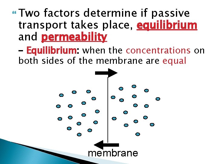  Two factors determine if passive transport takes place, equilibrium and permeability - Equilibrium: