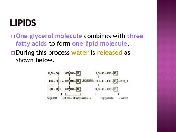 LIPIDS � One glycerol molecule combines with three fatty acids to form one lipid