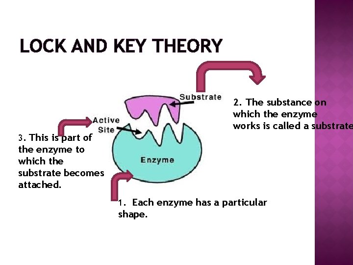 LOCK AND KEY THEORY 2. The substance on which the enzyme works is called