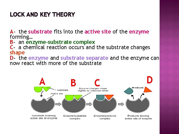 LOCK AND KEY THEORY A- the substrate fits into the active site of the