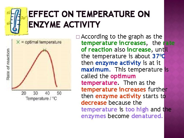 EFFECT ON TEMPERATURE ON ENZYME ACTIVITY � According to the graph as the temperature