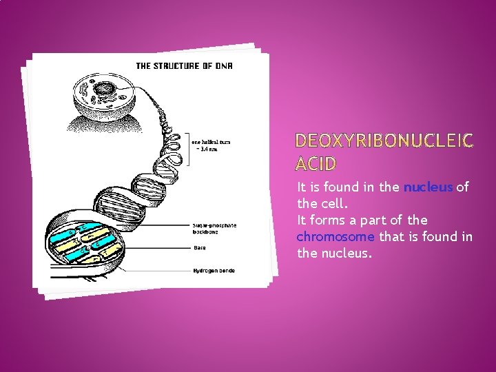 It is found in the nucleus of the cell. It forms a part of