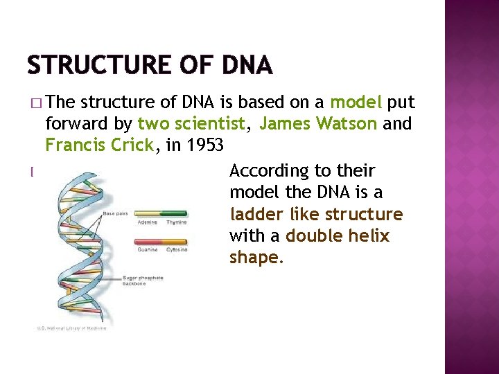 STRUCTURE OF DNA � The structure of DNA is based on a model put