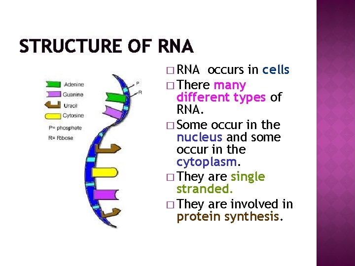 STRUCTURE OF RNA � RNA occurs in cells � There many different types of