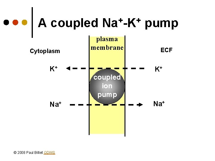 A coupled Na+-K+ pump Cytoplasma membrane K+ coupled ion pump Na+ © 2008 Paul