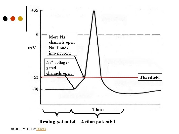 +35 0 More Na+ channels open Na+ floods into neurone m. V Na+ voltagegated