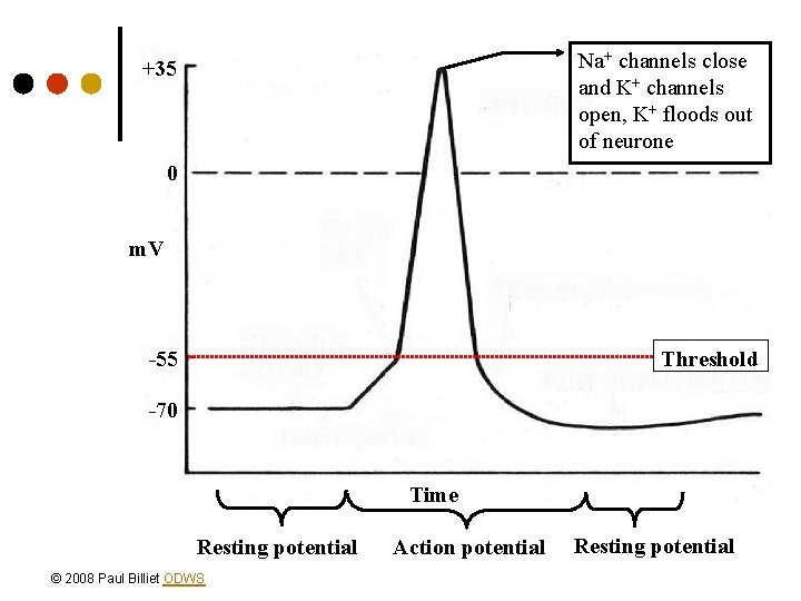 Na+ channels close and K+ channels open, K+ floods out of neurone +35 0