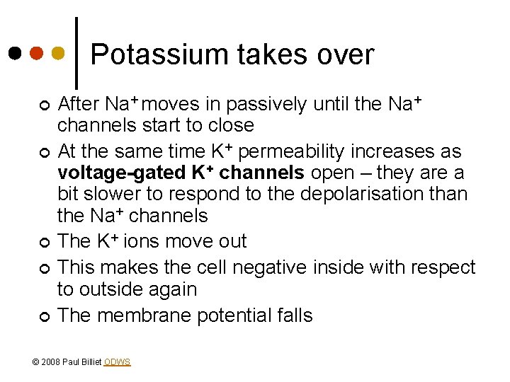 Potassium takes over ¢ ¢ ¢ After Na+ moves in passively until the Na+